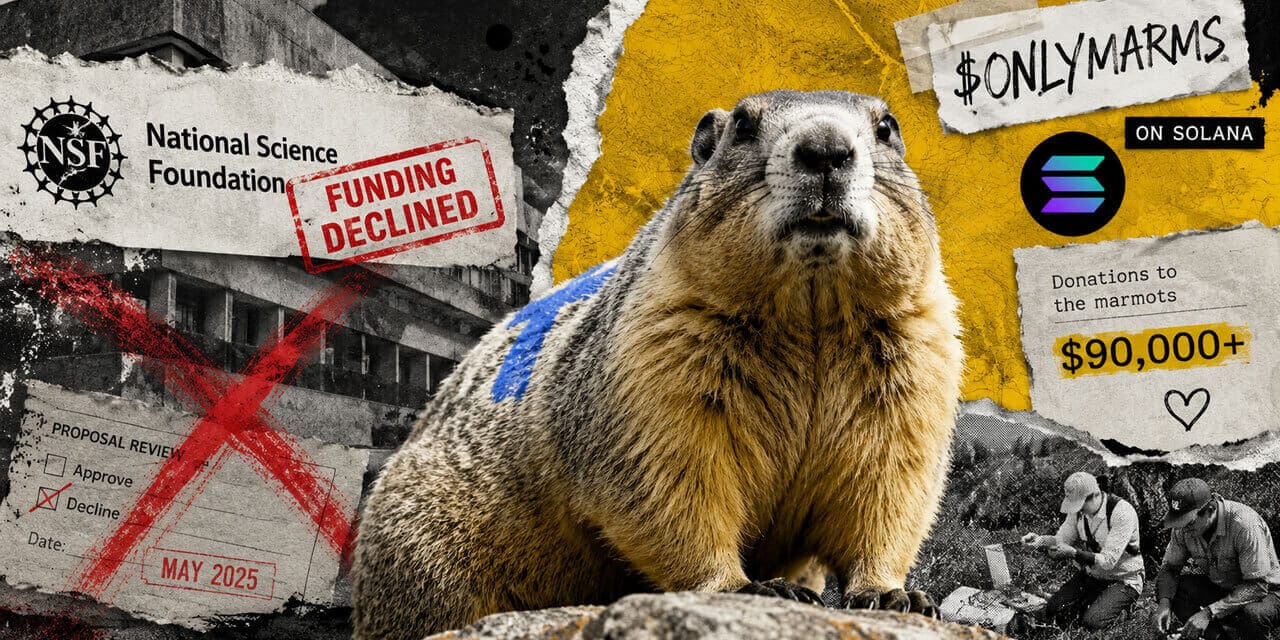 Marmot Study Finds Lifeline in OnlyFans and Solana Memecoin