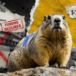 Marmot Study Finds Lifeline in OnlyFans and Solana Memecoin