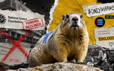 Marmot Study Finds Lifeline in OnlyFans and Solana Memecoin