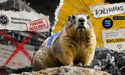 Marmot Study Finds Lifeline in OnlyFans and Solana Memecoin